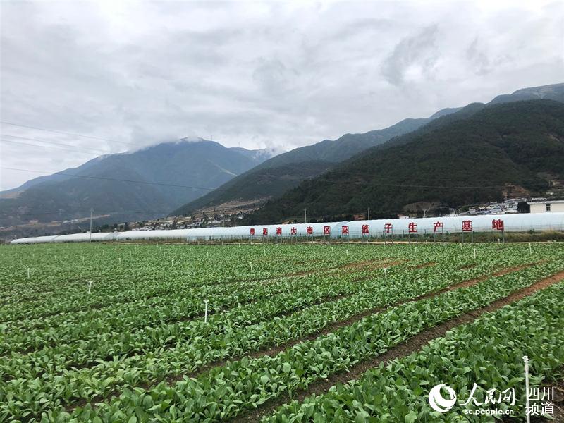 喜德县鲁基乡,佛山工作组引入广东企业投资建设的现代农业循环产业园,建成四川省首个粤港澳大湾区菜篮子生产基地。佛山工作组供图