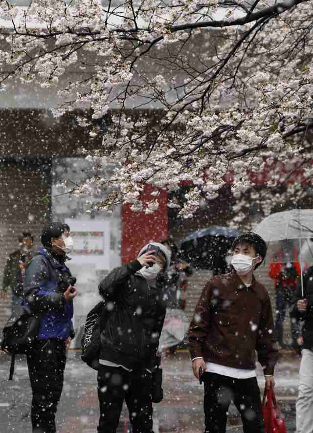日本东京遭遇同时间32年一遇的积雪,市民戴着口罩出门赏樱。 日本东京遭遇同时间32年一遇的积雪,市民戴着口罩出门赏樱。