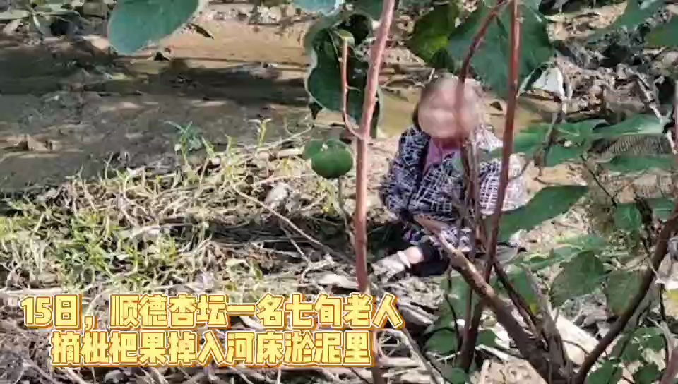 杏坛的梁婆婆本想摘取岸边的枇杷果吃,却不小心滑到几乎干涸的河床上,被困在泥潭里。佛山顺德民警和消防队员10分钟成功将其营救。/佛山日报记者唐格桢剪辑