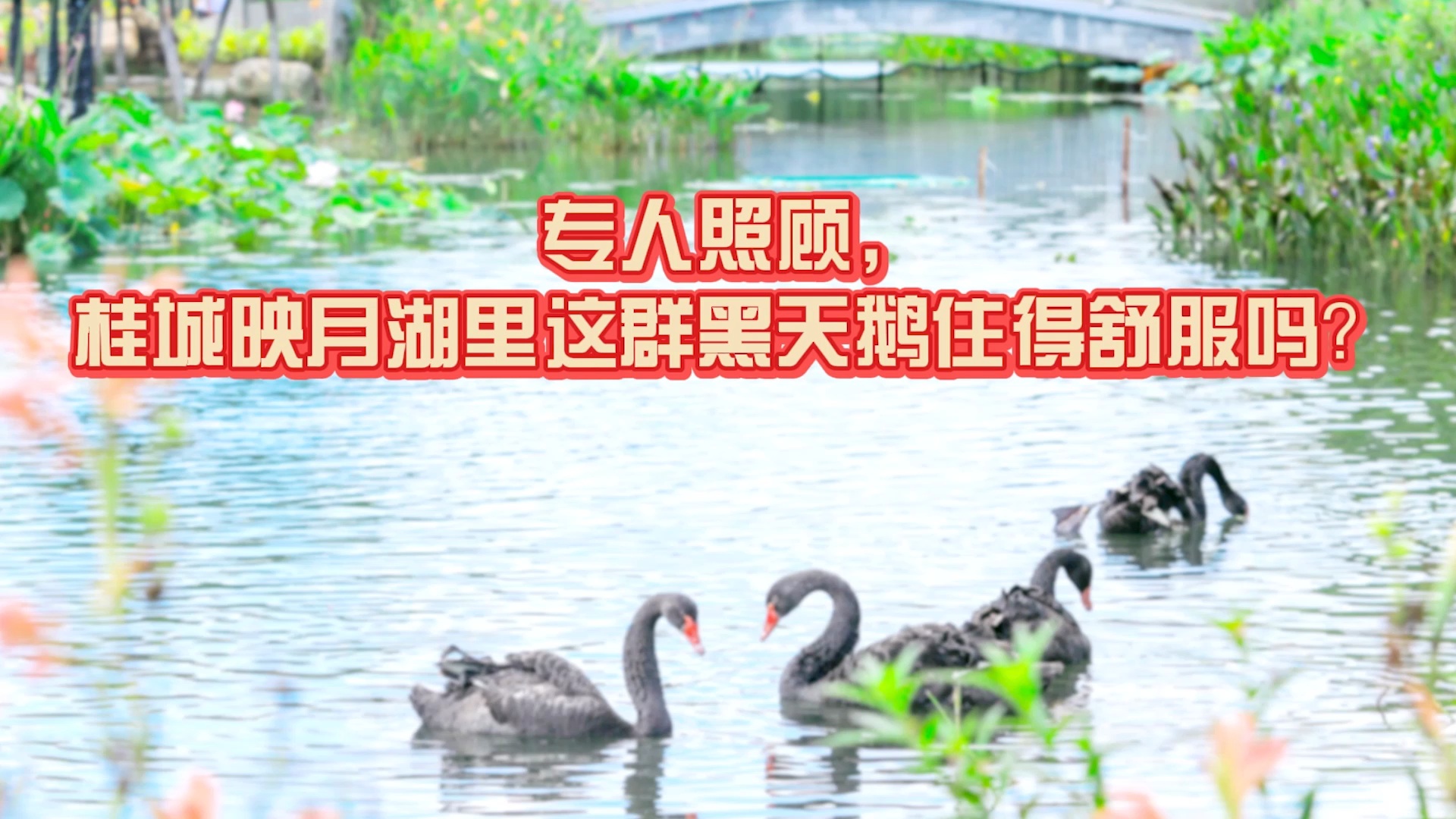 新视觉 | 专人照顾，桂城映月湖里这群黑天鹅住得舒服吗？