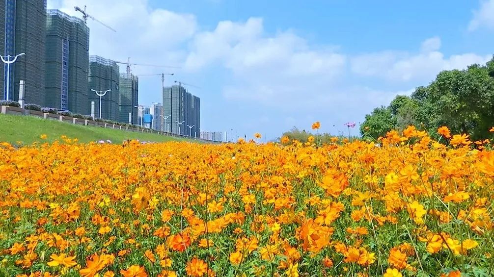 花海2.jpg