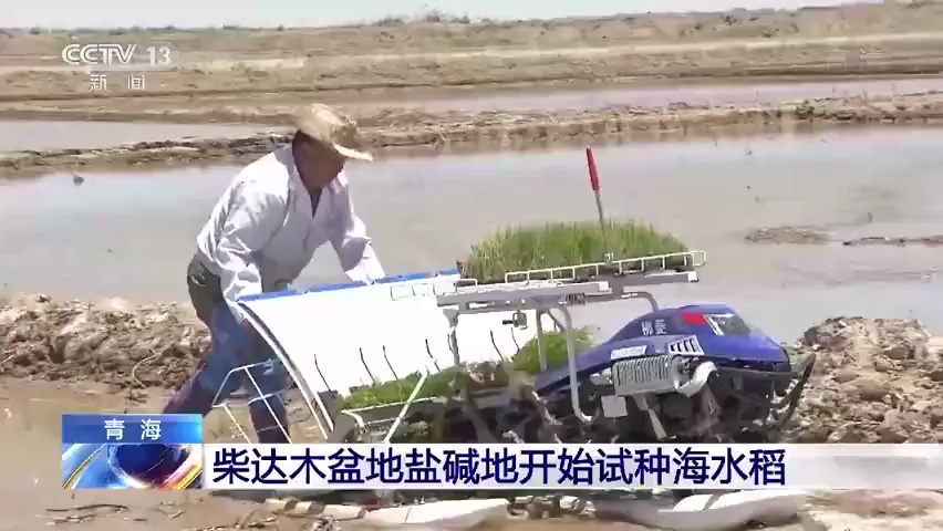了不起!袁隆平团队在柴达木盆地盐碱地试种“海水稻”