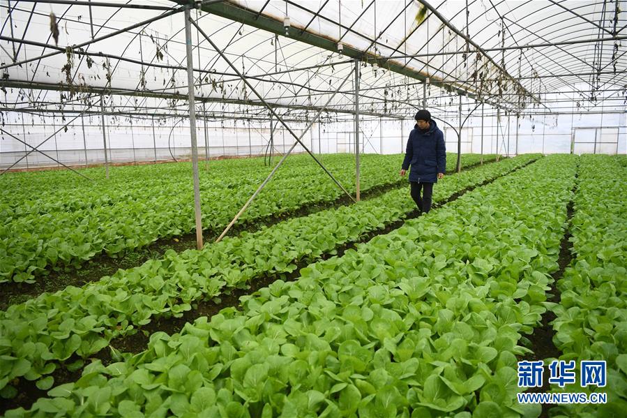 (在习近平新时代中国特色社会主义思想指引下——新时代新作为新篇章·总书记关切高质量发展·图文互动)(2)稳住“一头猪”、供好“一袋米”、配好“一篮菜