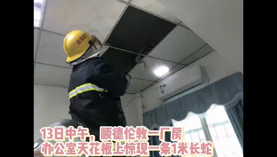 顺德伦教一厂房办公室天花板上惊现一条1米长蛇,接到警情后民警和消防队员立即赶到现场擒蛇。佛山日报唐格桢剪辑。