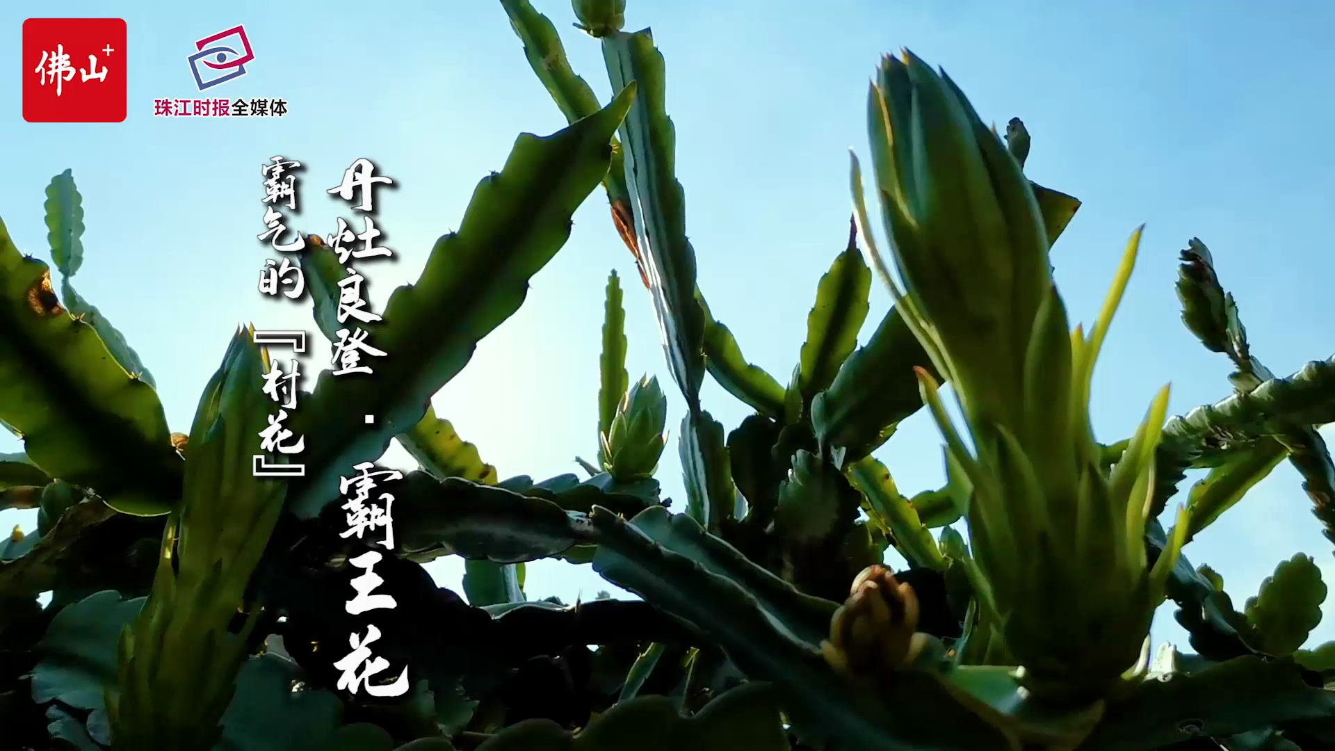 特色农产 振兴有道③ | 比肉好吃的花,比花霸气的食材!丹灶这个特产让食货垂涎三尺!