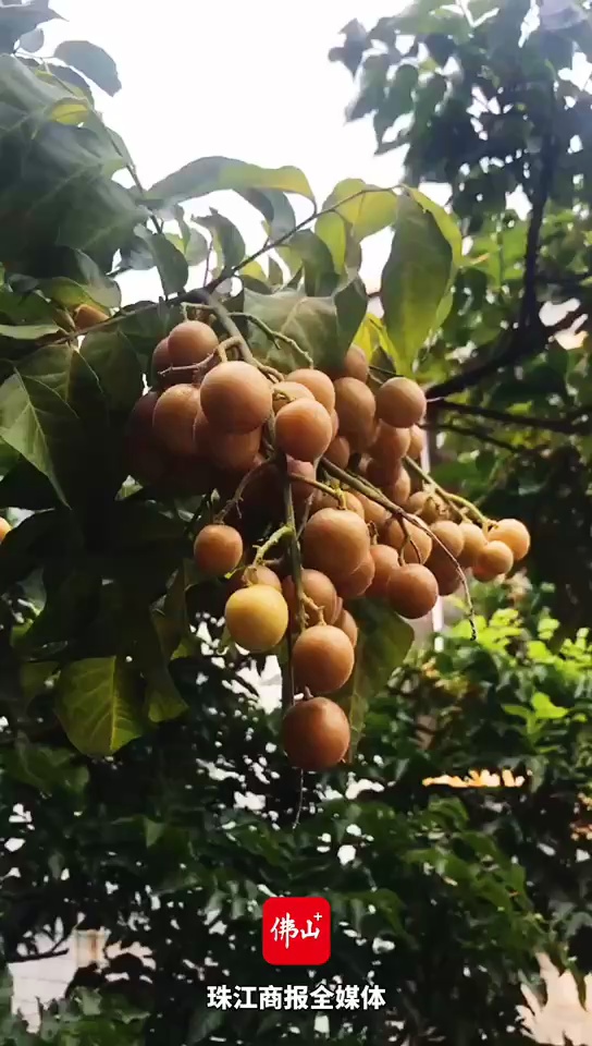 视频丨端午至 吃粽子！顺德嫲嫲教你做传统端午粽