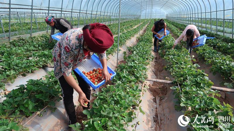 贫困群众在昭觉县九如生态草莓种植园务工。佛山工作组供图