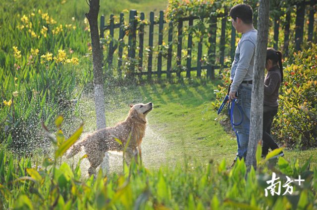 《紫南文明行为守则》日前出炉,规定携犬出户时必须由成年人用束犬链牵领,且要主动避让他人。南方+记者 戴嘉信 摄