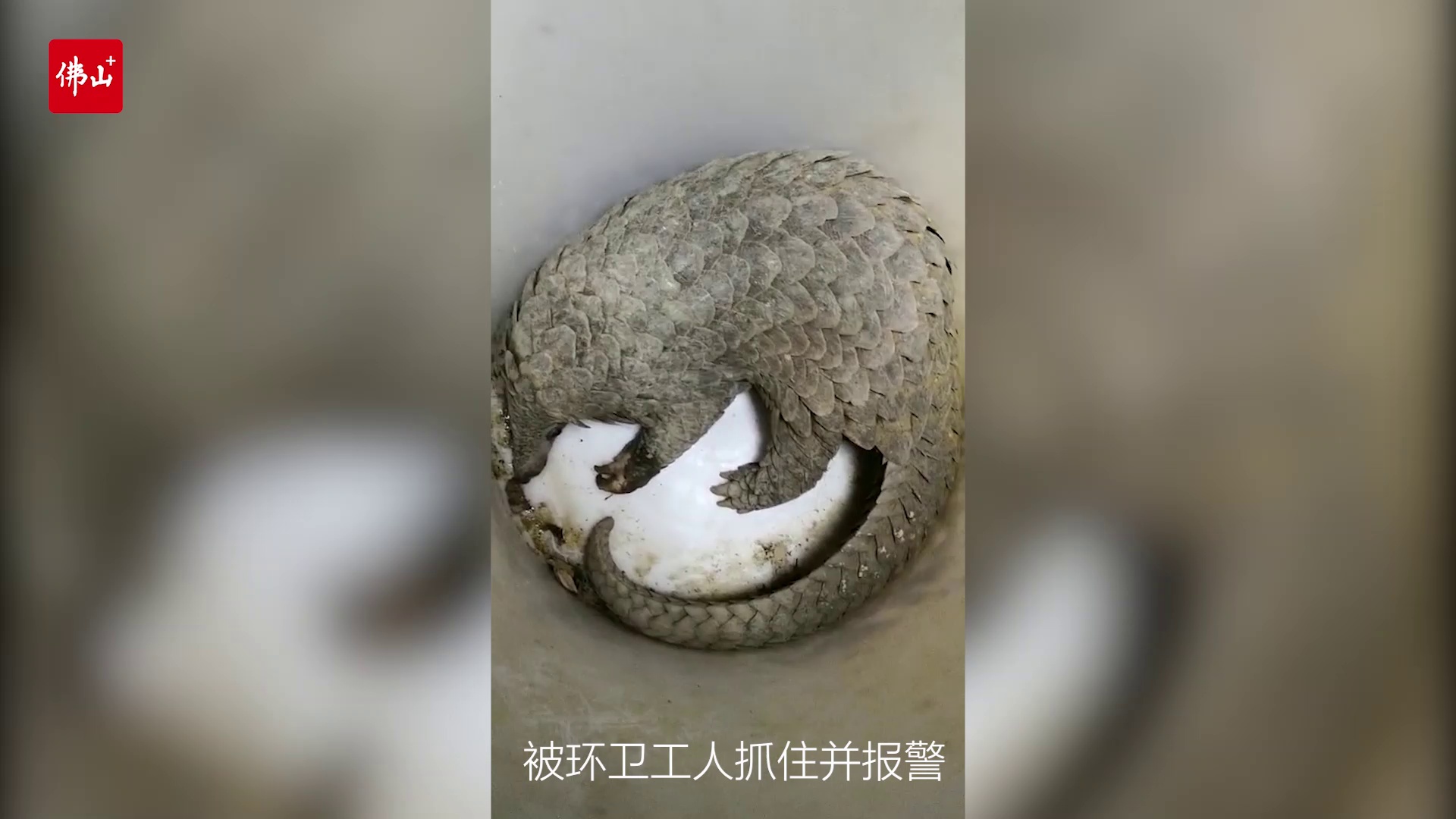 视频 | 佛山日报记者王伟楠 通讯员潘秀雄