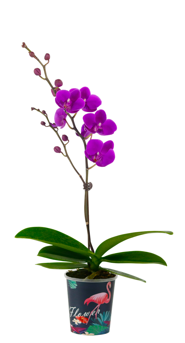 02cdec79e5e842a4900225dfdae897e8.png