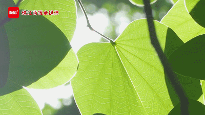 2e4485118f5948ca8945114c4e315f0e.gif