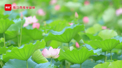 dc1470d29e144959943ad1c87adcc020.gif