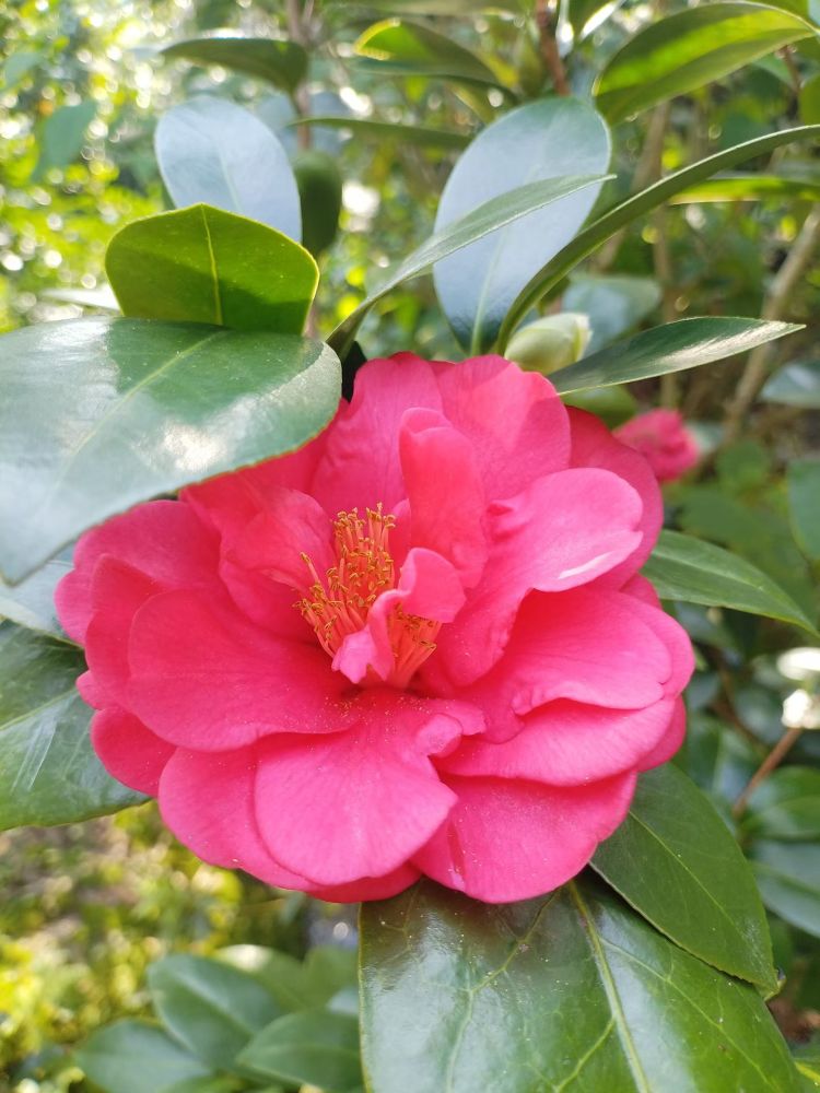 山茶花开
