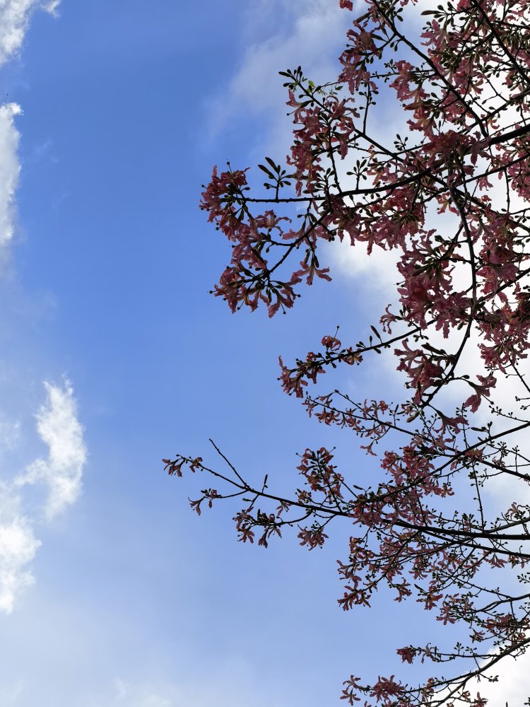 又开花🌸