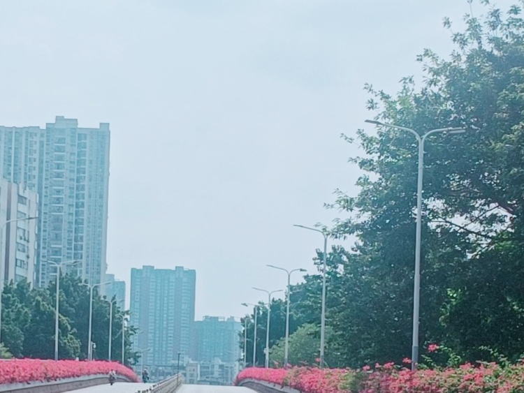 佛山禅城文庆桥的三角梅