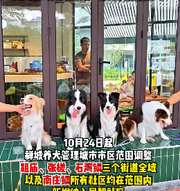 视频｜10月24日起实施！禅城区养犬管理范围有调整
