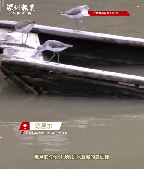 深圳人慢生活云养黑脸琵鹭