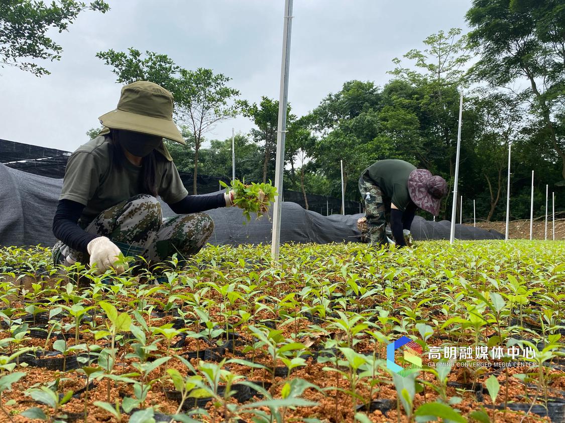 苗圃除杂草 高明融媒记者 任家文摄.jpg