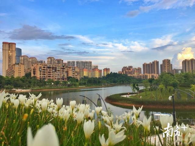博爱湖花田。