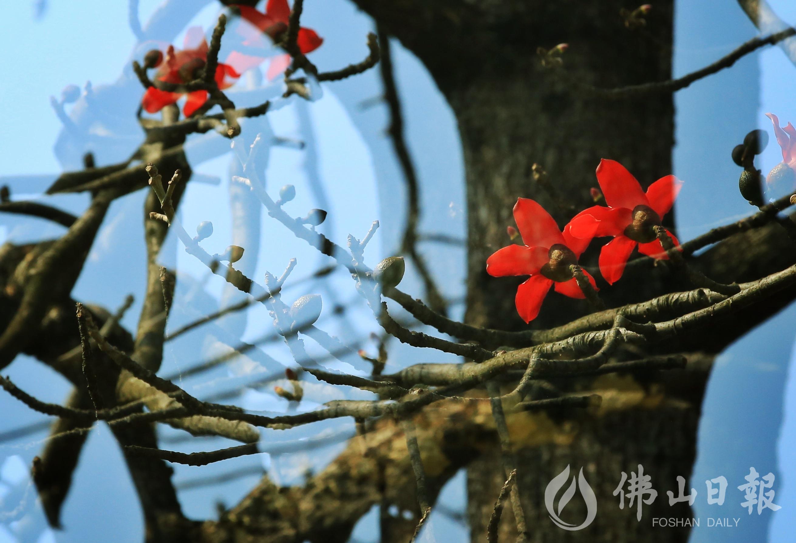 2月20日，文华公园。/佛山日报摄影俱乐部影友徐懿君摄