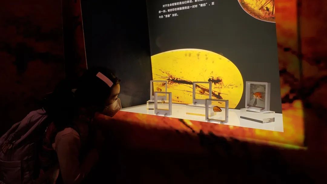 琥珀“胶囊”小展厅的中央展柜.jpg