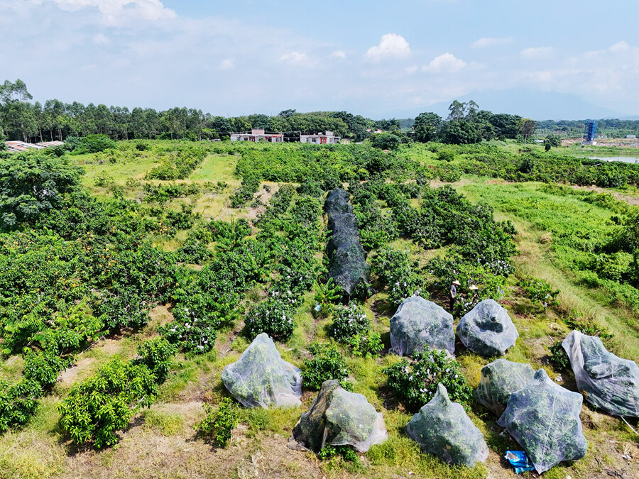 博罗县龙溪街道银岗村黄晶果采摘基地。 博罗县龙溪街道银岗村黄晶果采摘基地。