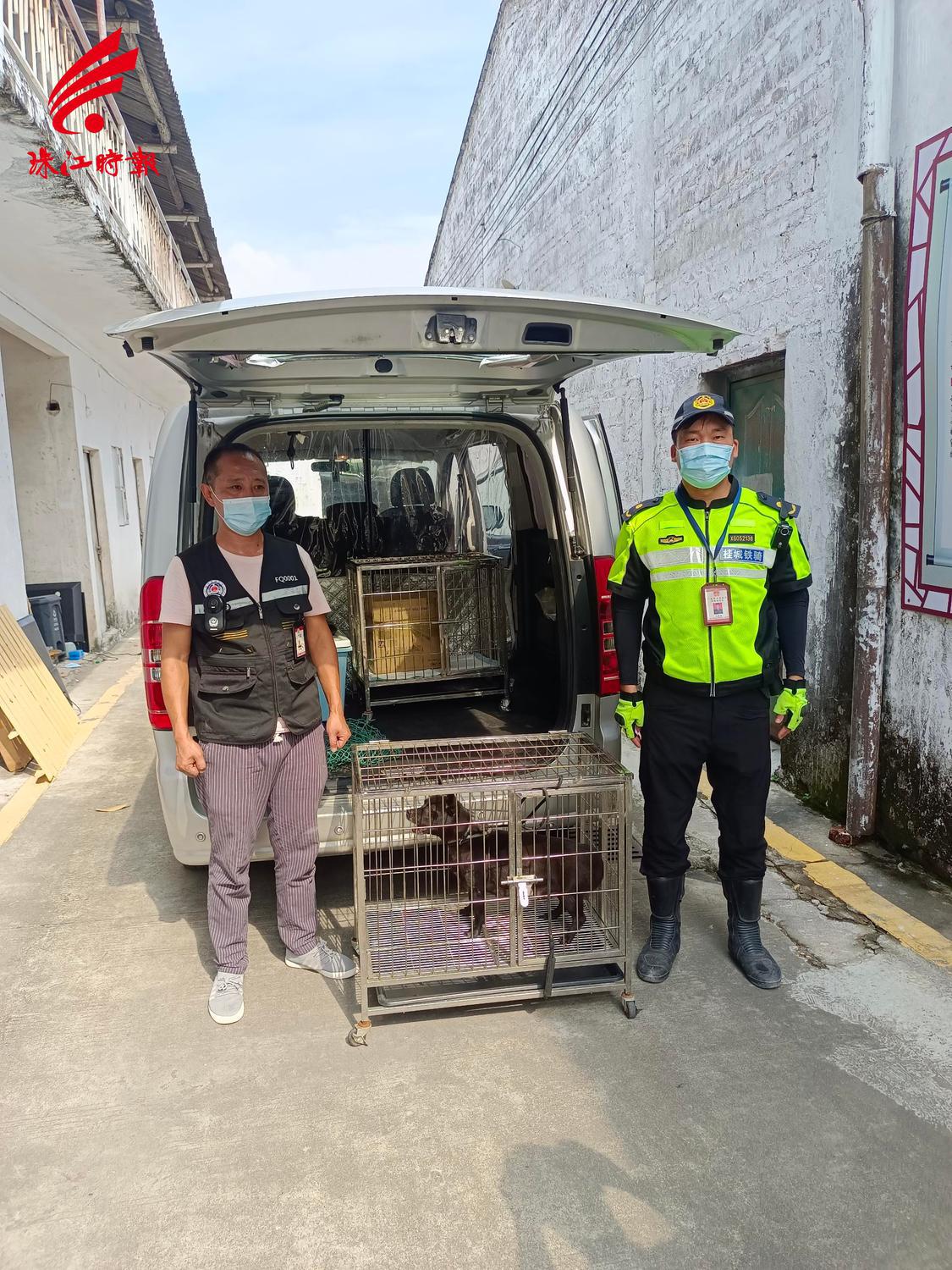 犬只将被送往留检所.jpg