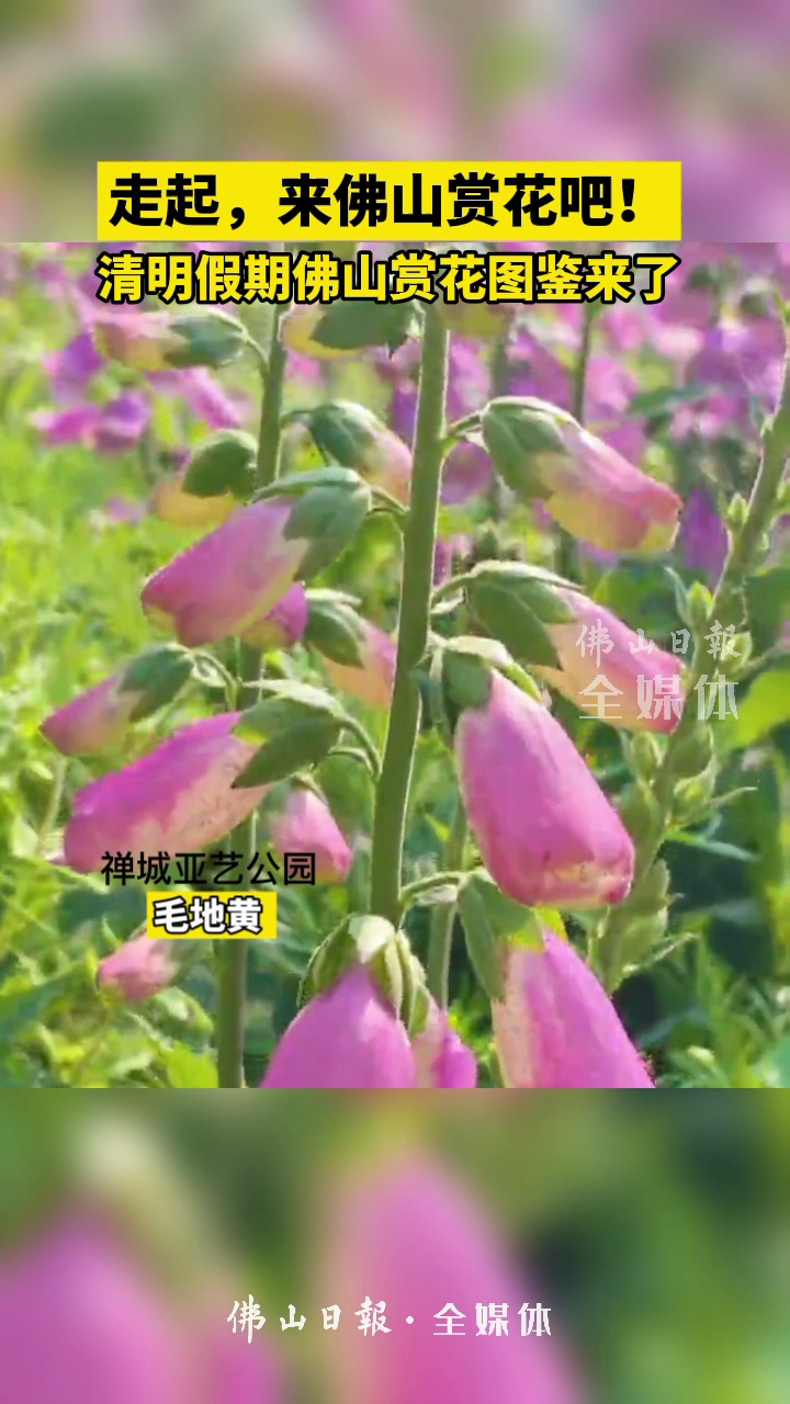 视频/佛山日报记者徐嘉楣，实习生黄牧野制作