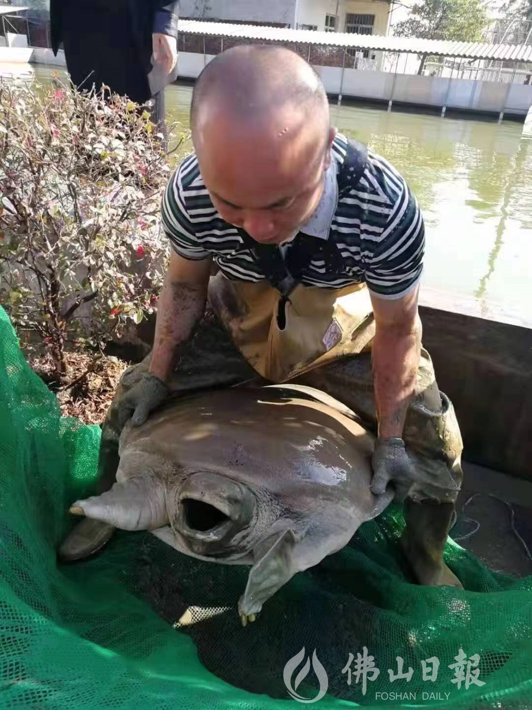 仇全波从水池将鼋抓上岸进行测量。(受访者(4475144)-20230316202726.jpg
