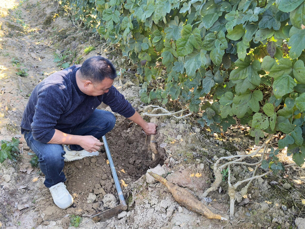 麻榨东埔粉葛清甜无渣深受市场欢迎。 麻榨东埔粉葛清甜无渣深受市场欢迎。