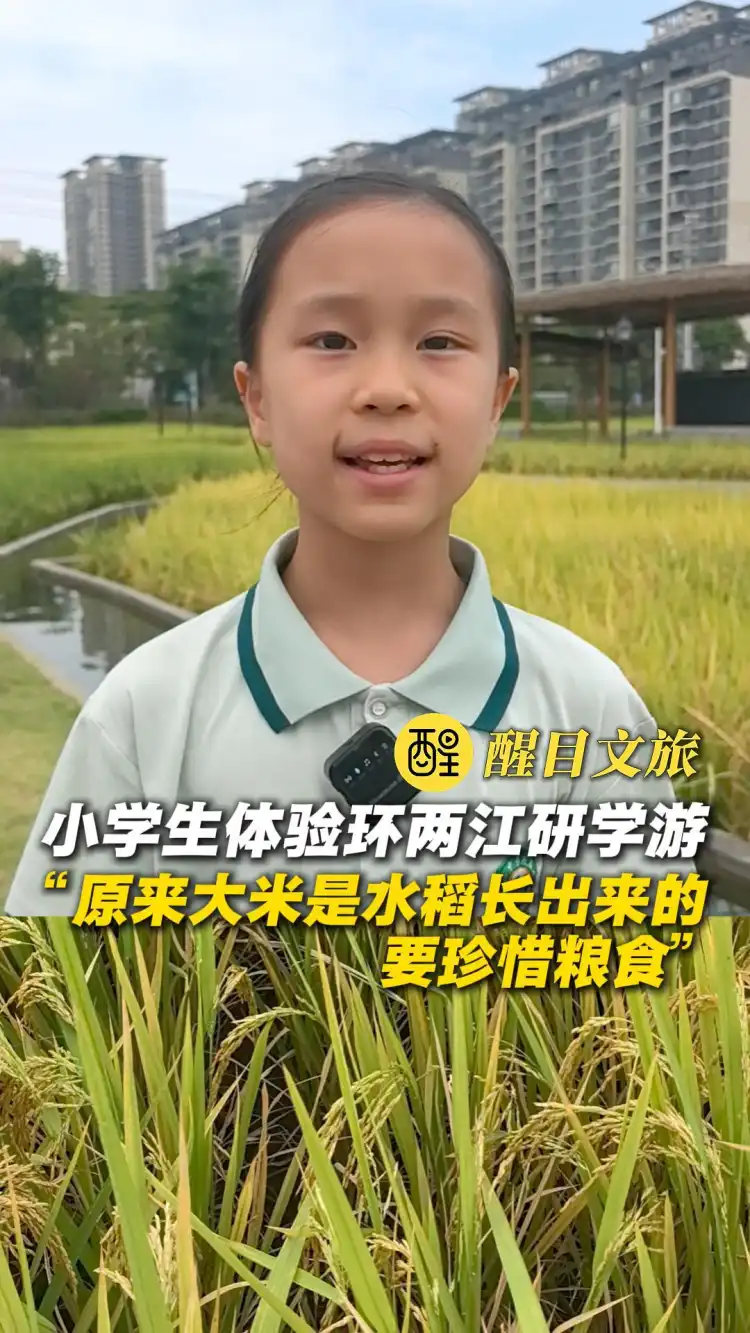研学游小学生:原来大米是水稻长出来的