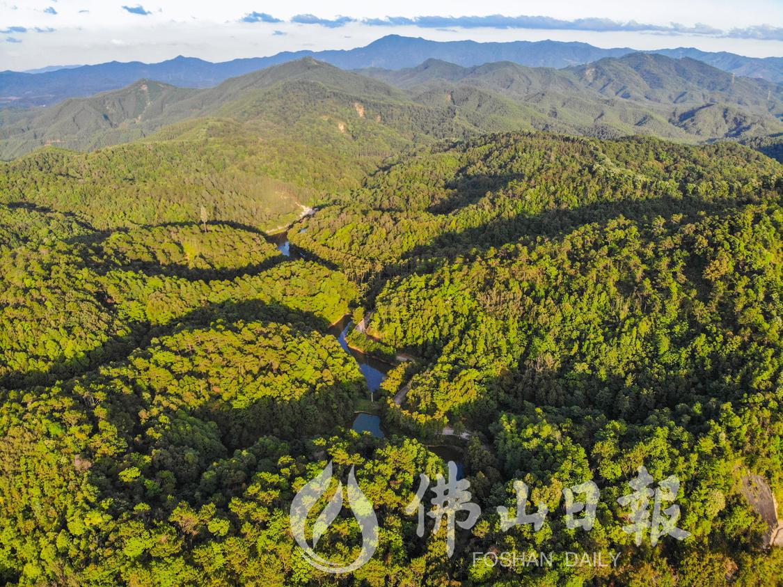 位于高明区的广东云勇国家森林公园。佛山日(3246611)-20221227100521.jpg
