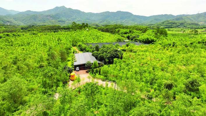 宝树林名贵药材种植基地整片檀香树长势喜人。