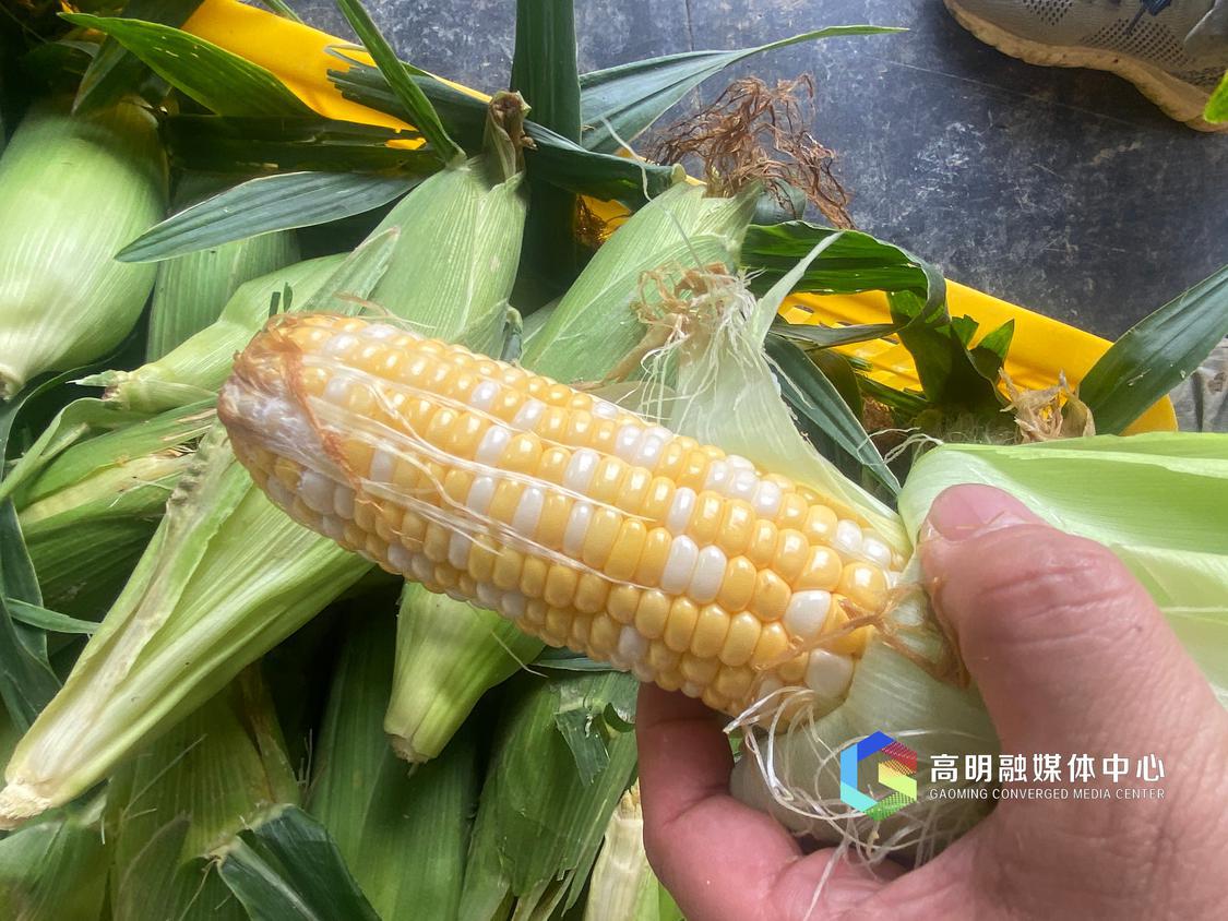 水果玉米 高明融媒记者 任家文摄.jpg
