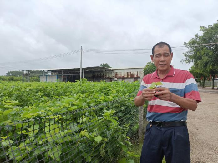 良叔示范采摘桑叶。谭旭日摄.png