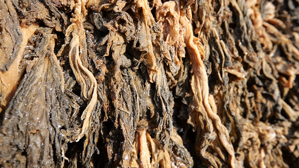 惠城区横沥镇矮陂村晒干制作好的梅菜。 惠城区横沥镇矮陂村晒干制作好的梅菜。