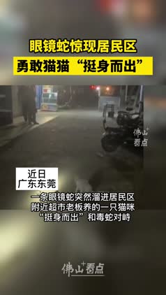 眼镜蛇惊现居民区，勇敢猫猫“挺身而出”