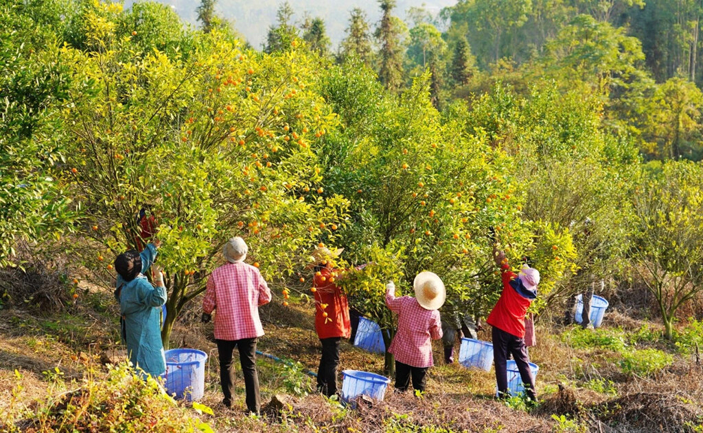 龙门年桔进入丰收季。 龙门年桔进入丰收季。