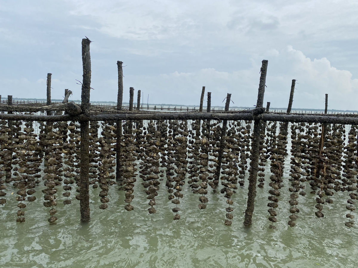 看生蚝是这样种出来的