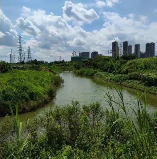 整治后的禅城区堤内涌.jpg