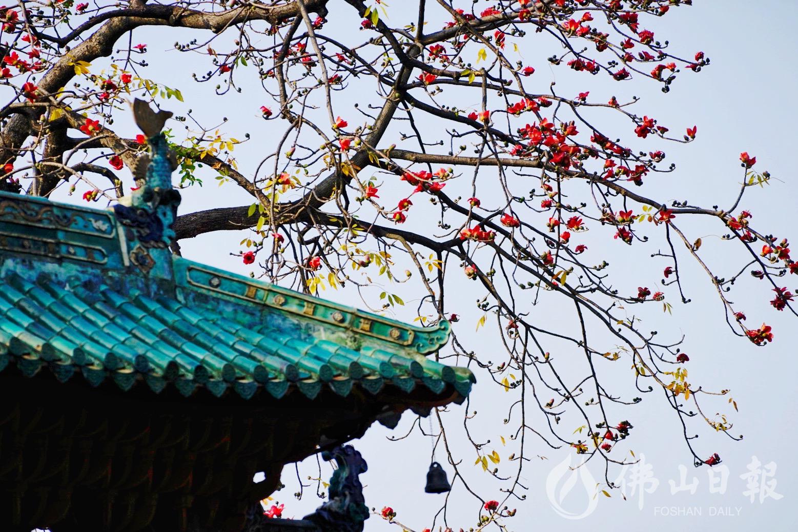 2月19日，中山公园木棉花开。/佛山日报摄影俱乐部影友黄锦雯摄
