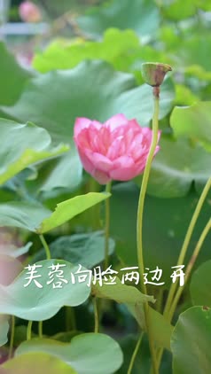 6月流火艳阳天,夏日赏荷正当时