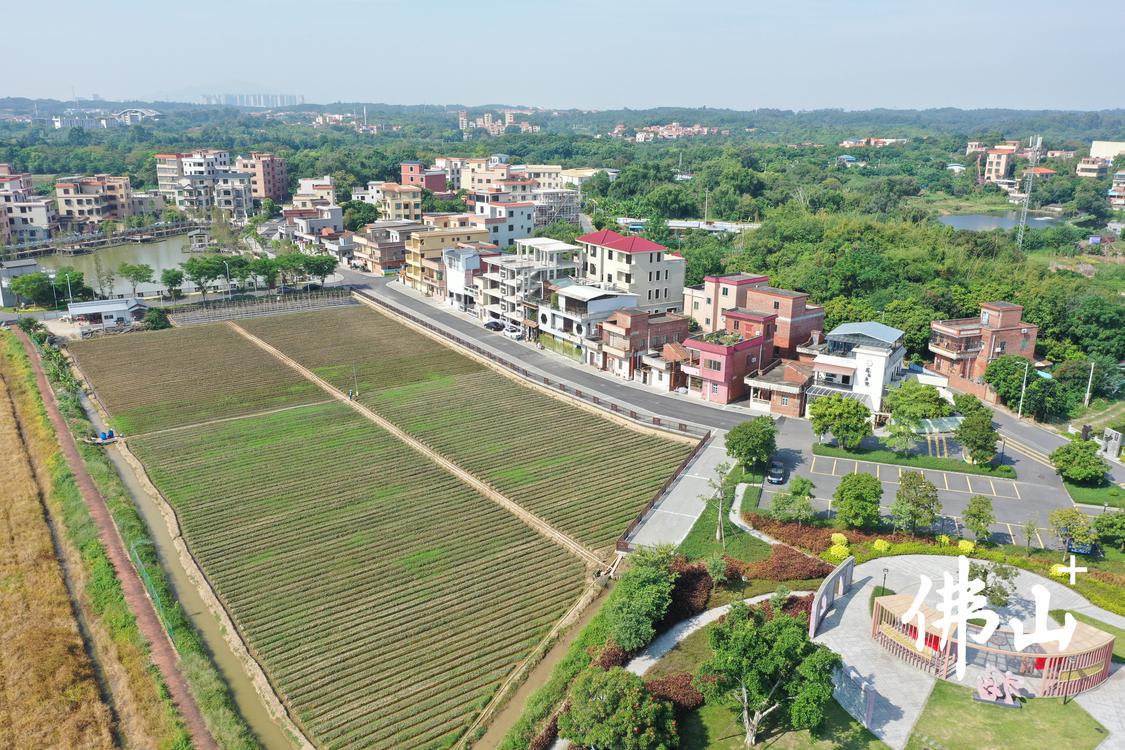 福田文旅街就位于福田村的右侧。佛山市新闻传媒中心记者唐永健摄.jpg