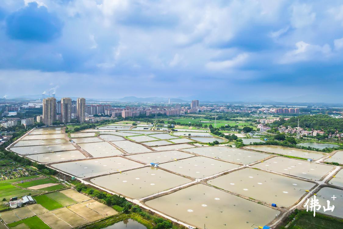白坭镇富景社区南边村内,400多亩连片鱼塘,通过对鱼塘进行方格化平整改造,建立进排水分离灌溉系统,改善养殖水域环境,提升水产品产量及质量。佛山市新闻传媒中心记者王澍摄1.jpg