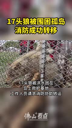 17头狼被围困孤岛，消防成功转移