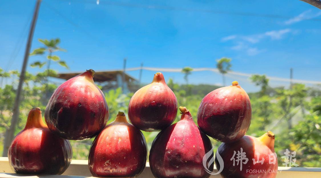 成熟的无花果饱满浓烈(5548313)-20230717200404.jpg