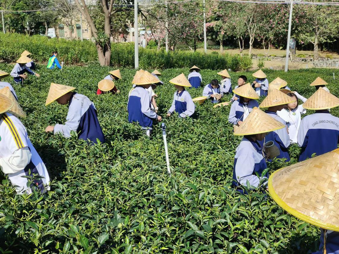茶山采茶。杨广志摄.jpg