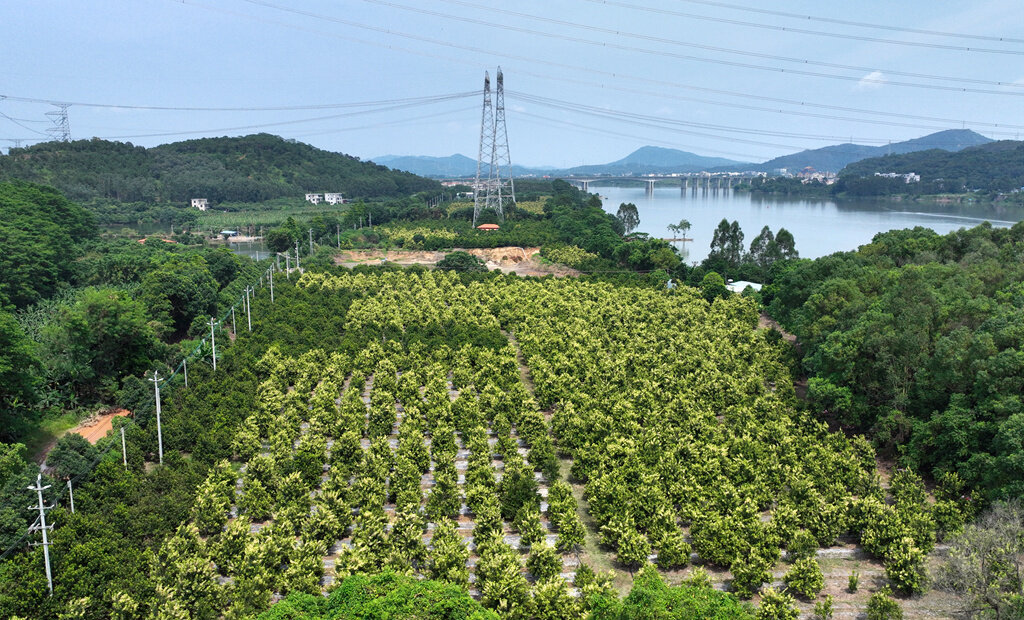 埔心村这片夏威夷果种植基地,沿江生长,肥沃的土地为夏威夷果提供了自然的肥力。 埔心村这片夏威夷果种植基地,沿江生长,肥沃的土地为夏威夷果提供了自然的肥力。
