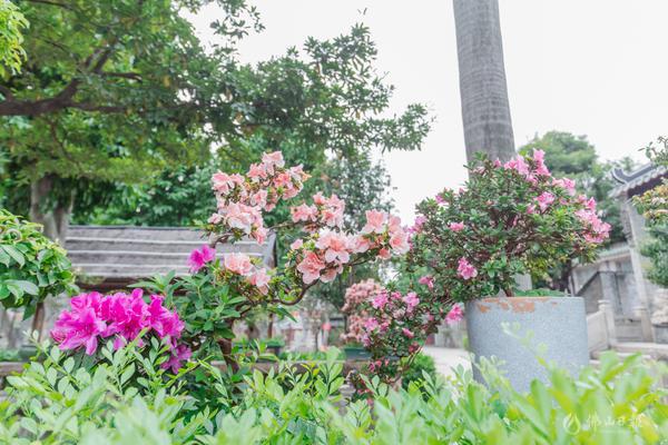 祖庙里的杜鹃花,花开灿烂,鲜艳热烈。/佛山日报记者王伟楠摄