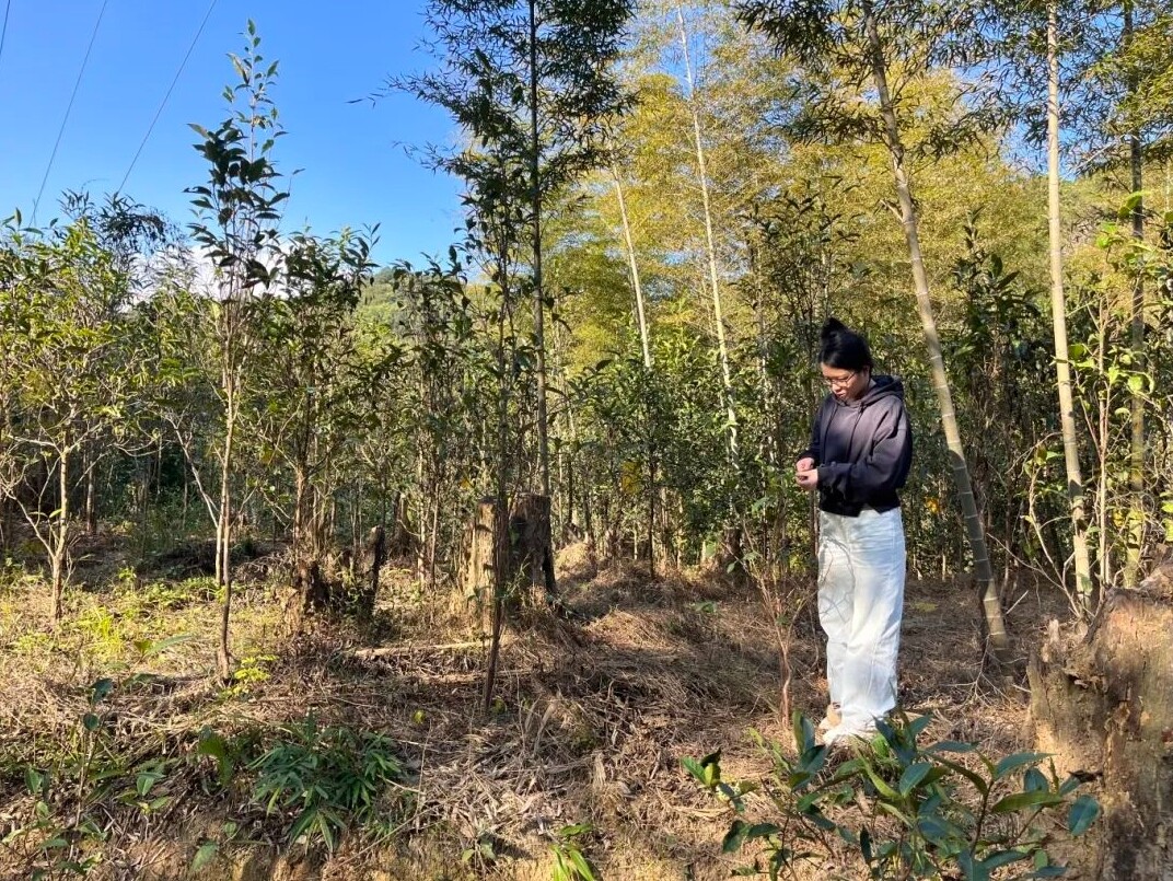 廖萧怡查看茶叶生长情况。 廖萧怡查看茶叶生长情况。